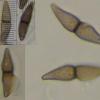 applanatum