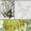 fusisporum