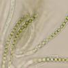aureoviridis