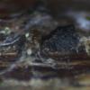 allantospora