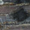 allantospora