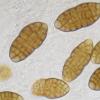 rosacearum