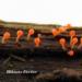 Bibiane Fortier