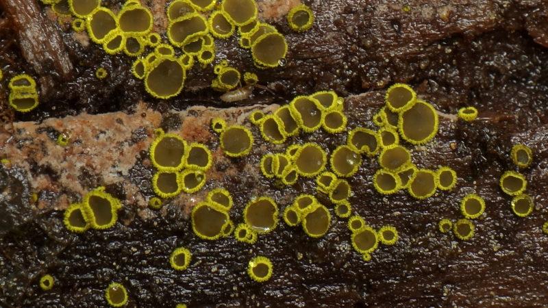 macrostoma