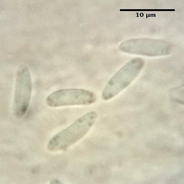 macrostoma
