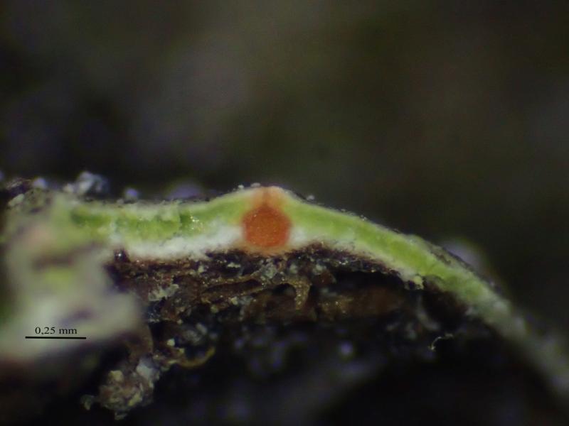 macrostoma