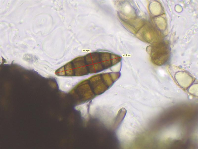 macrostoma