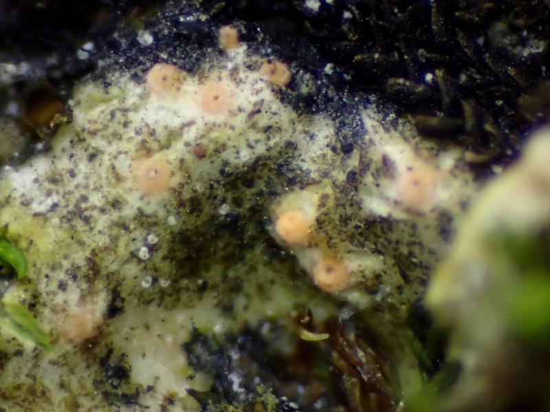 macrostoma