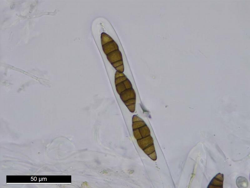 macrostoma