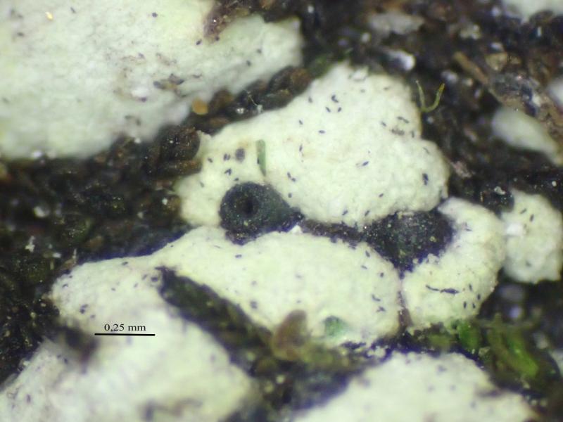 macrostoma