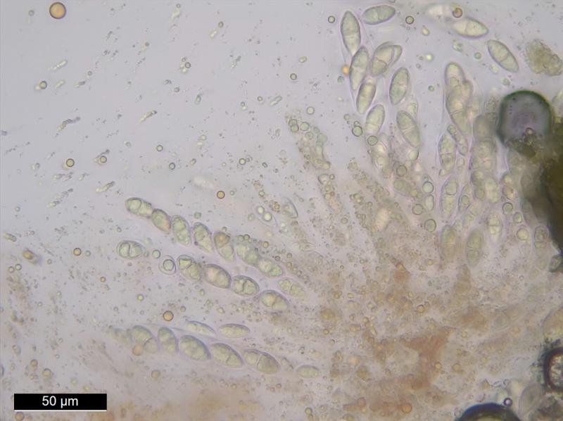 macrostoma