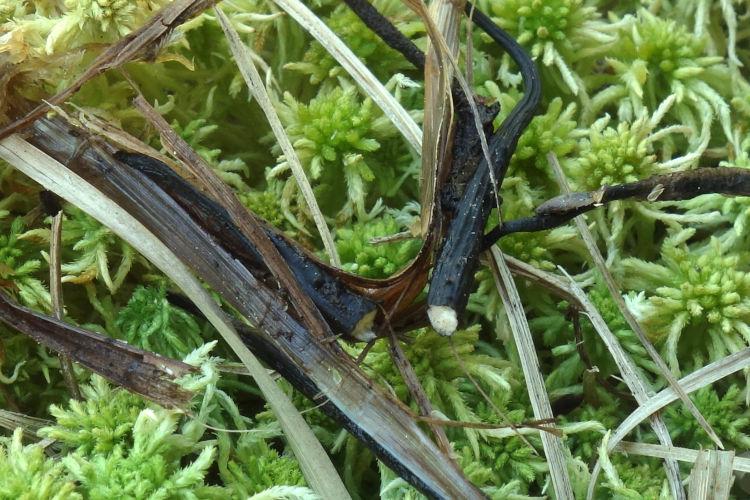 macrostoma