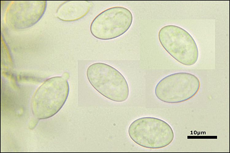 macrostoma