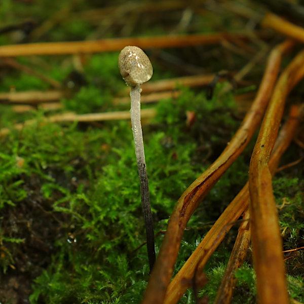 macrostoma