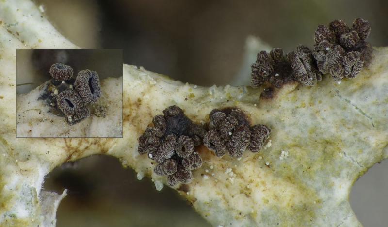 macrostoma