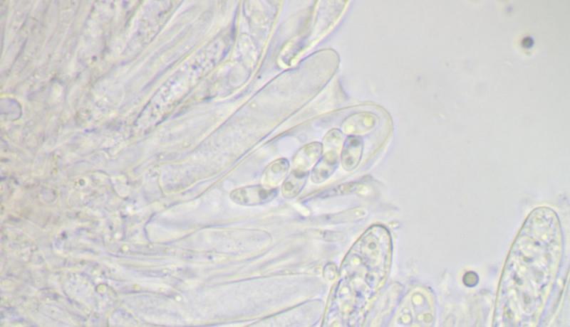 macrostoma