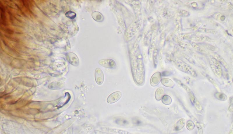 macrostoma