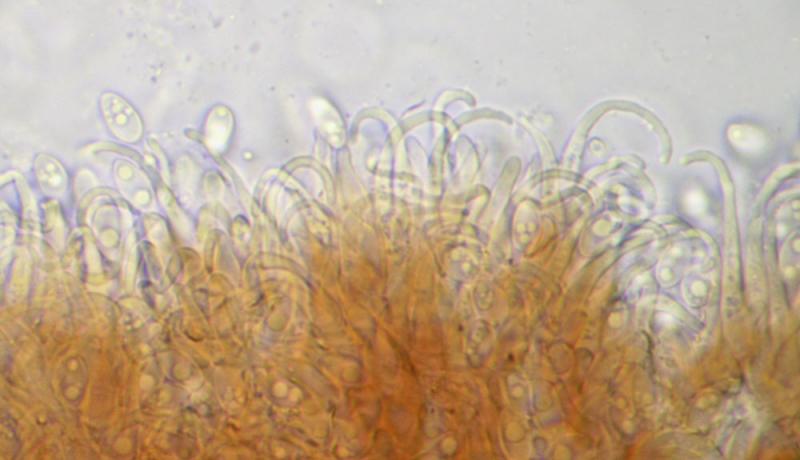 macrostoma
