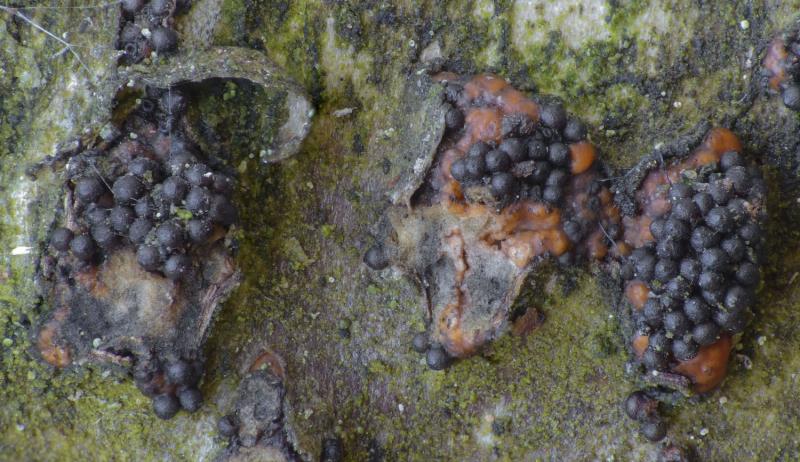 macrostoma