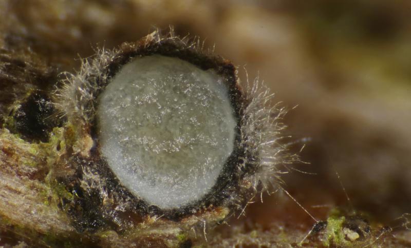 macrostoma
