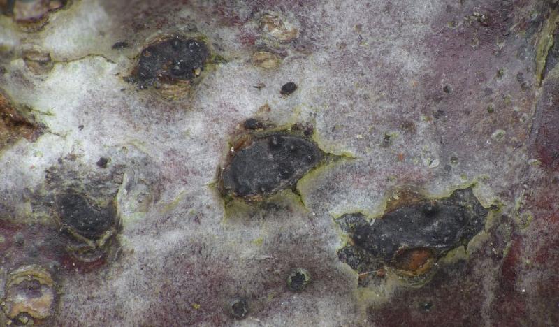 macrostoma