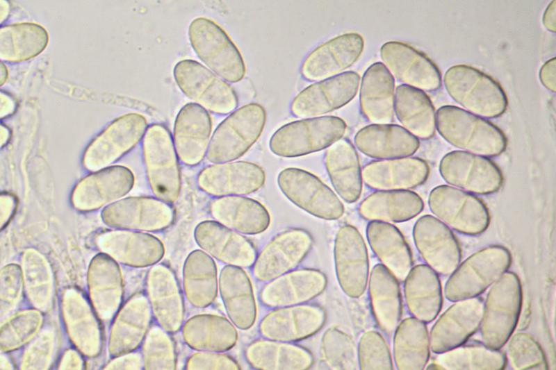 macrostoma