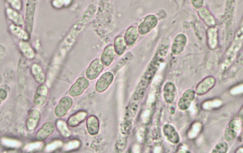 macrostoma