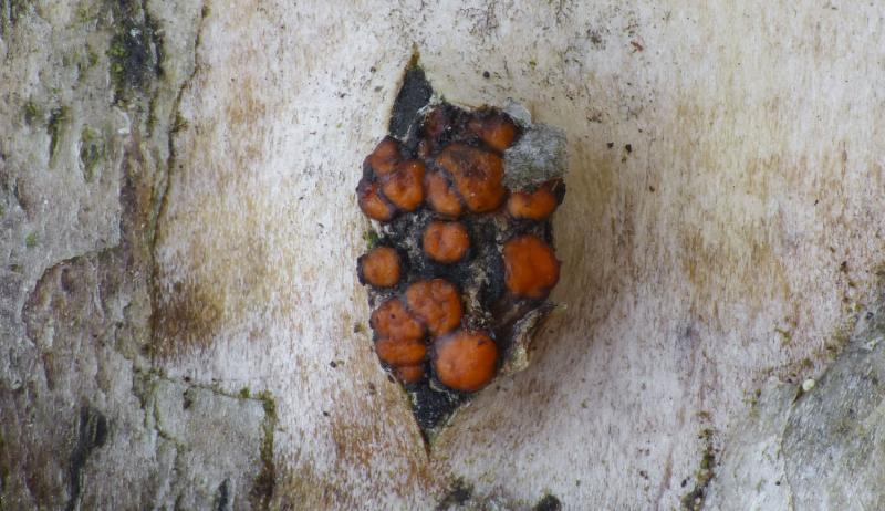macrostoma