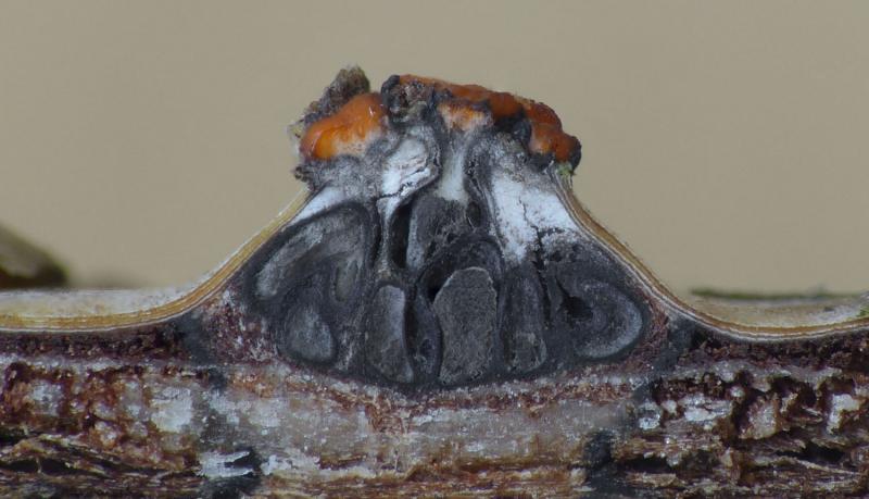 macrostoma