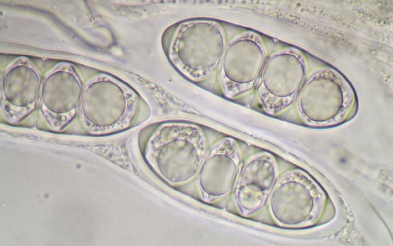 macrostoma