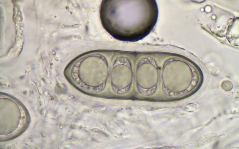 macrostoma