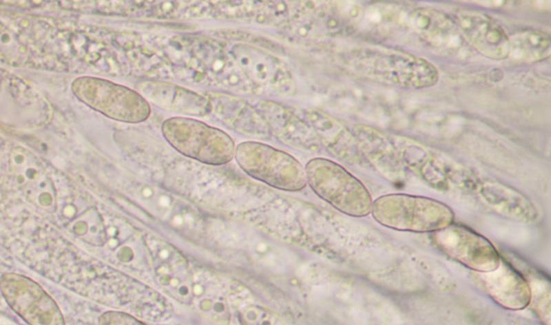 macrostoma