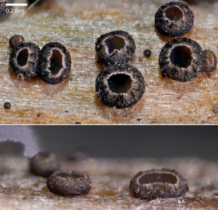macrostoma