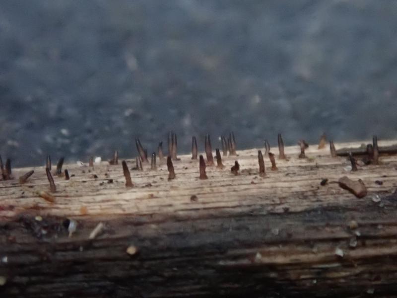 macrostoma