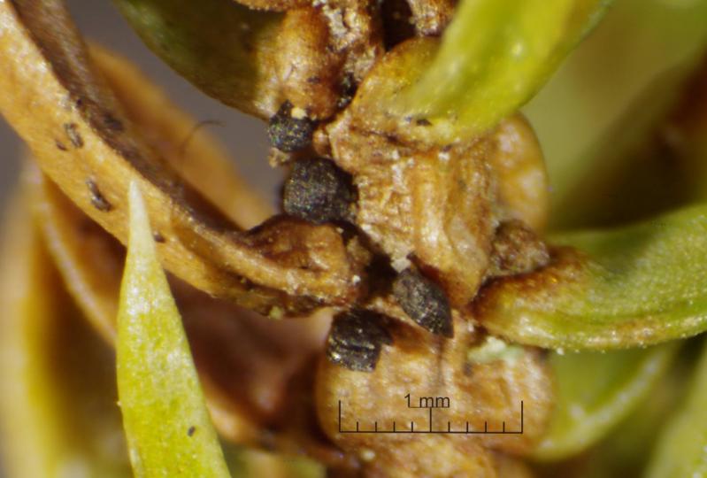 macrostoma