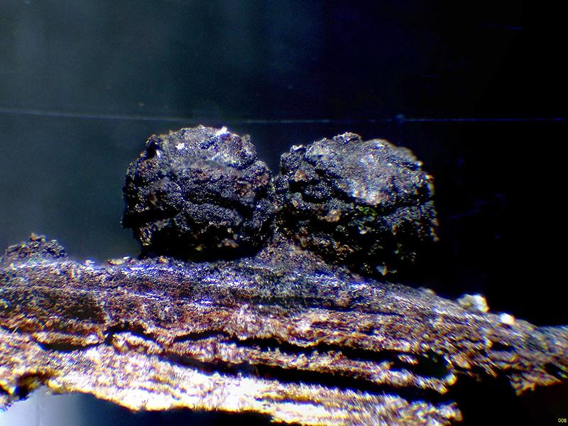 macrostoma