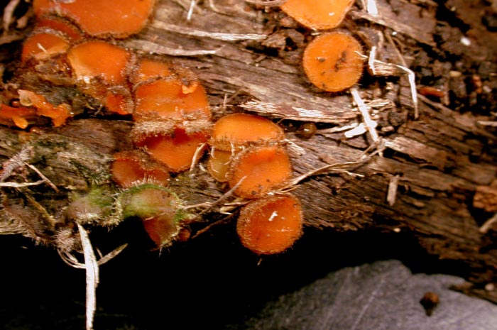 macrostoma