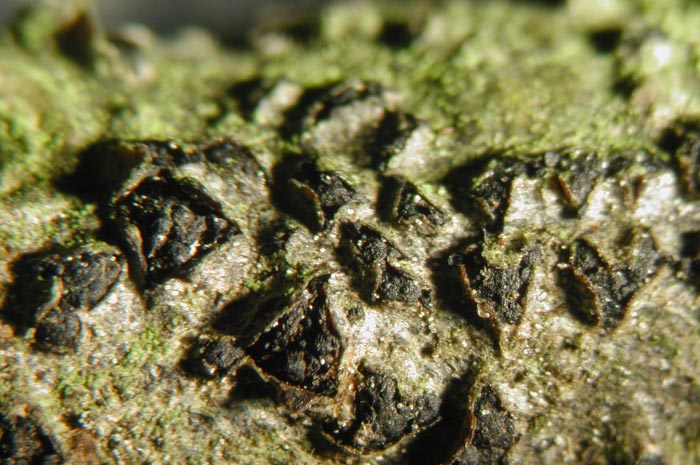 macrostoma