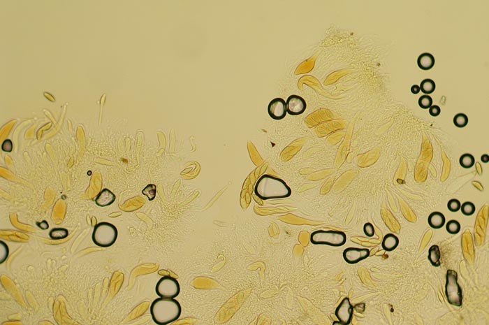 macrostoma