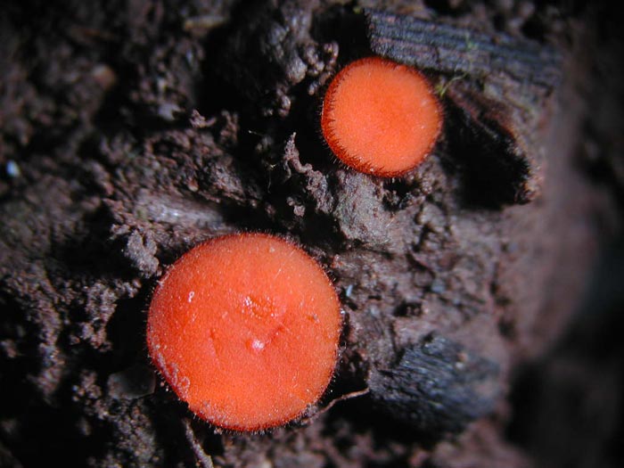 macrostoma
