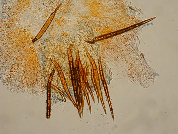 macrostoma