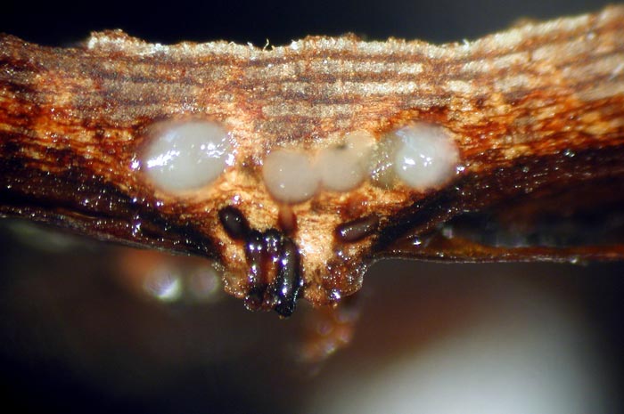 macrostoma