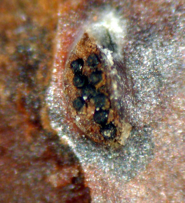 macrostoma