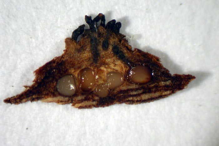 macrostoma