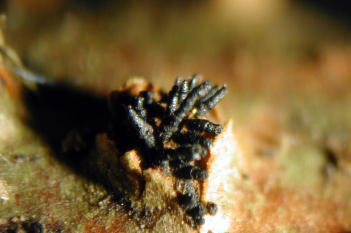 macrostoma