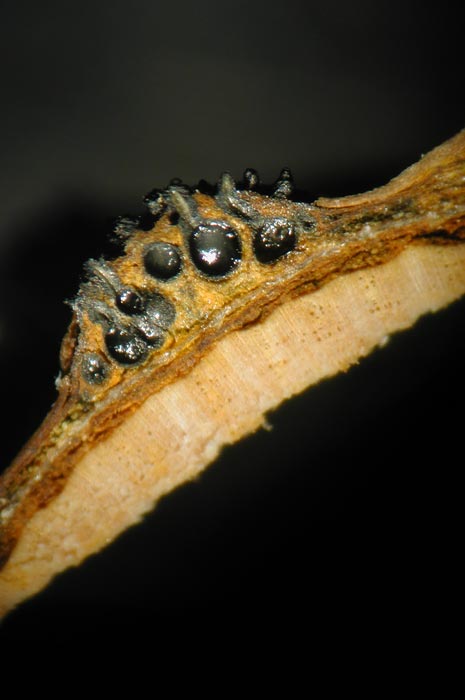 macrostoma