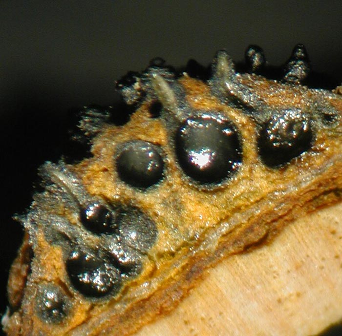 macrostoma