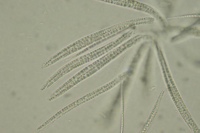 macrostoma