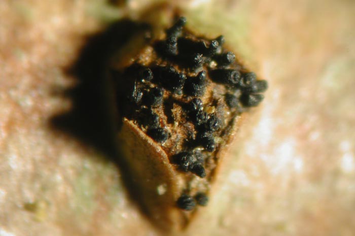 macrostoma