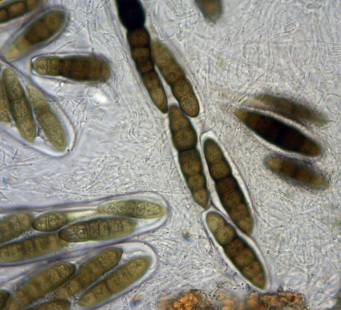 macrostoma